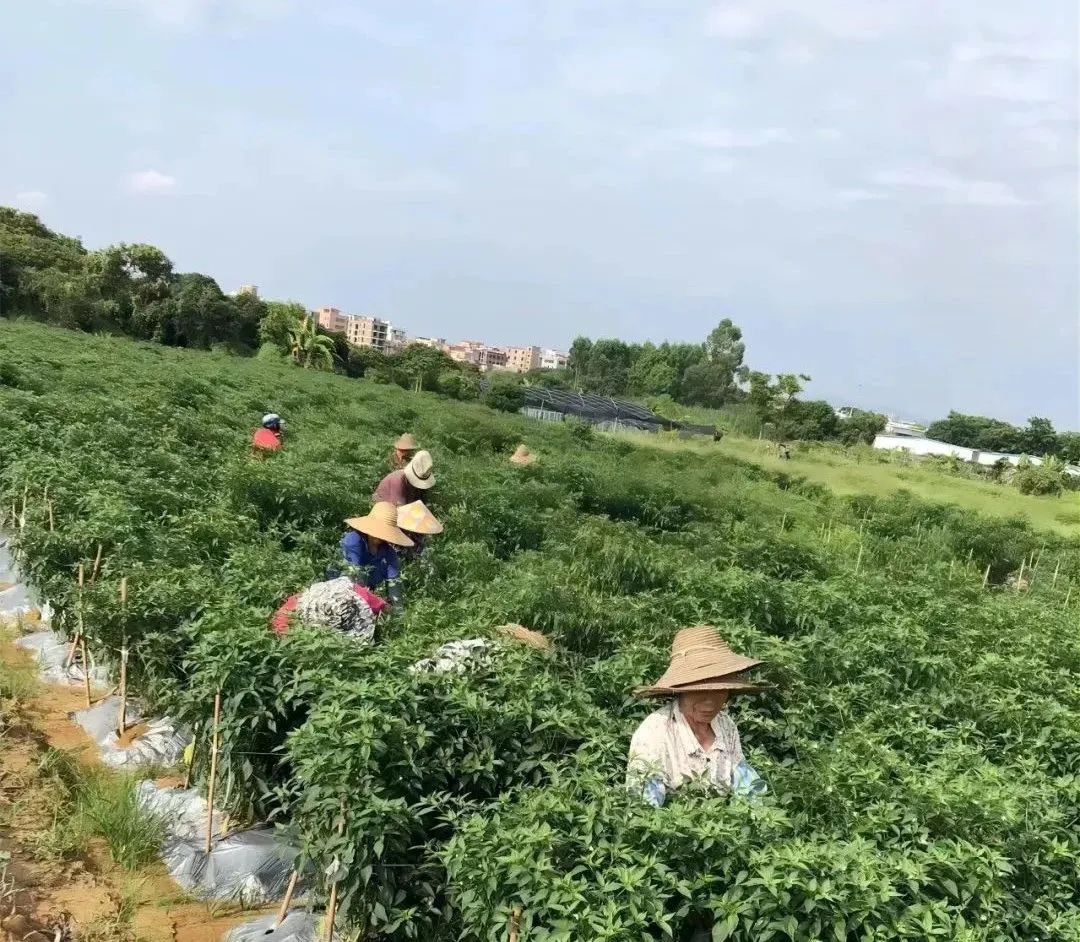 主題教育 | 廣建商(shāng)城打造種植示範基地，爲百姓拉起增收緻富“椒響曲”